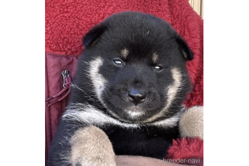 成約済の埼玉県の柴犬-160817の3枚目